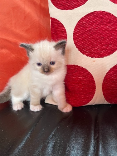 Lunas mitted boy Lunas mitted boy