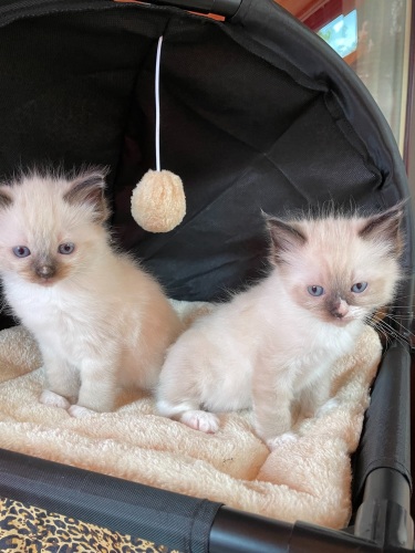 Lunas seal mitted boys Lunas seal mitted boys