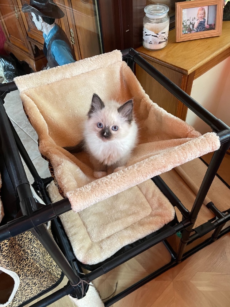 Seal mitted boy 10/10