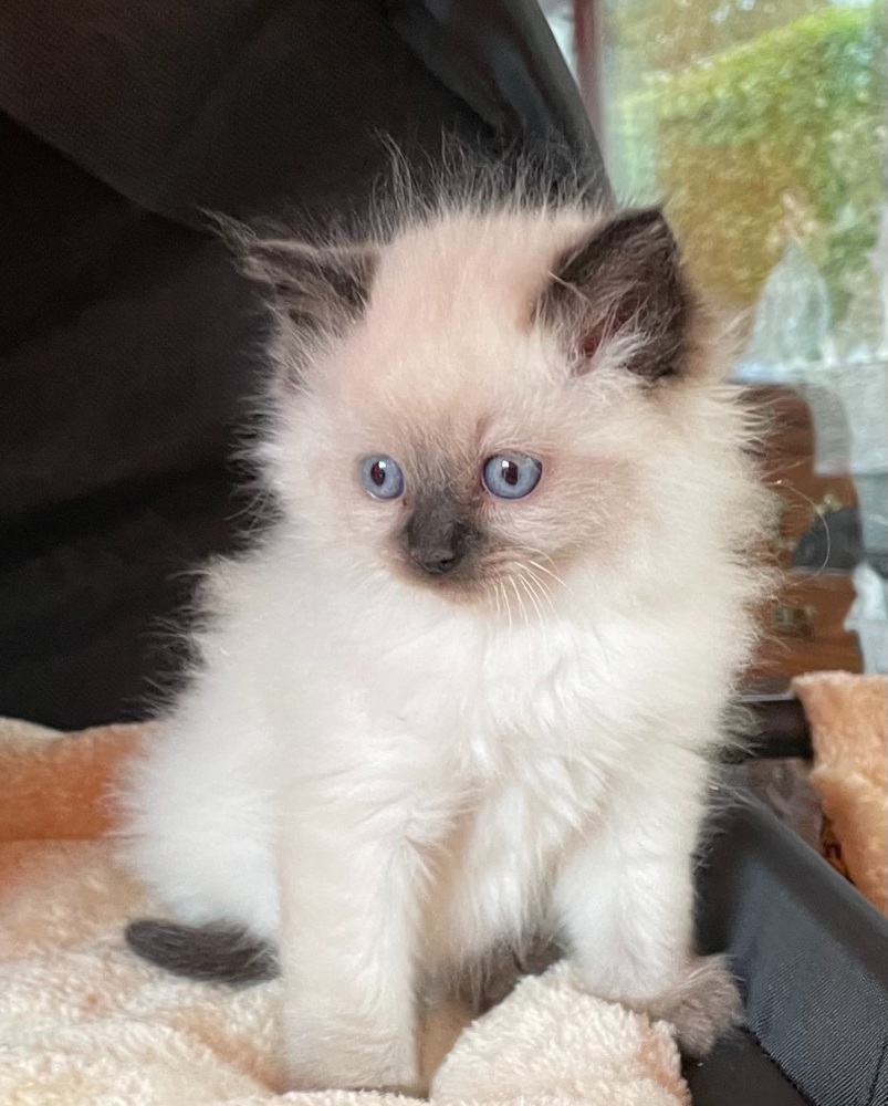 Seal mitted girl 10/10