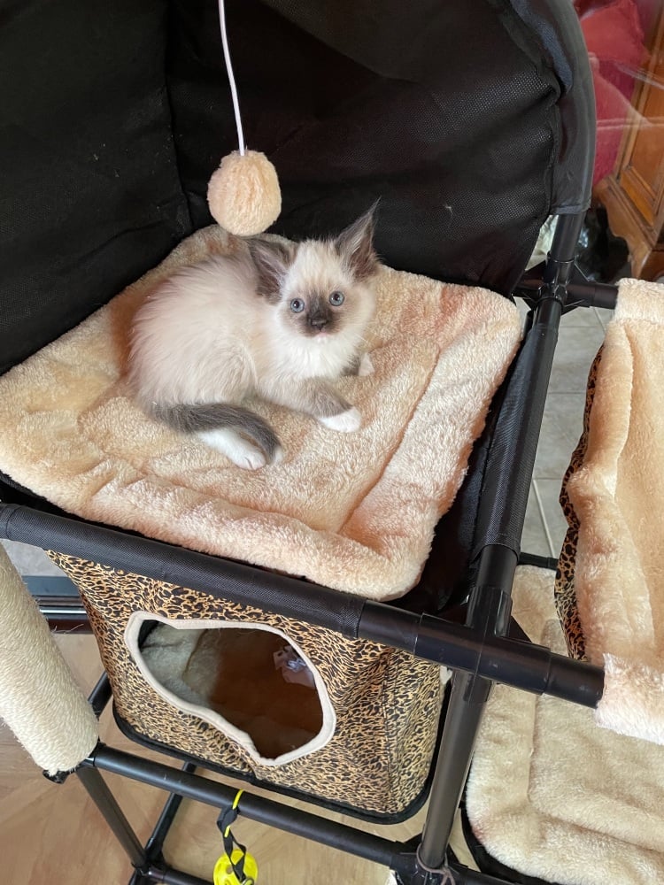 Seal mitted girl with tail tip