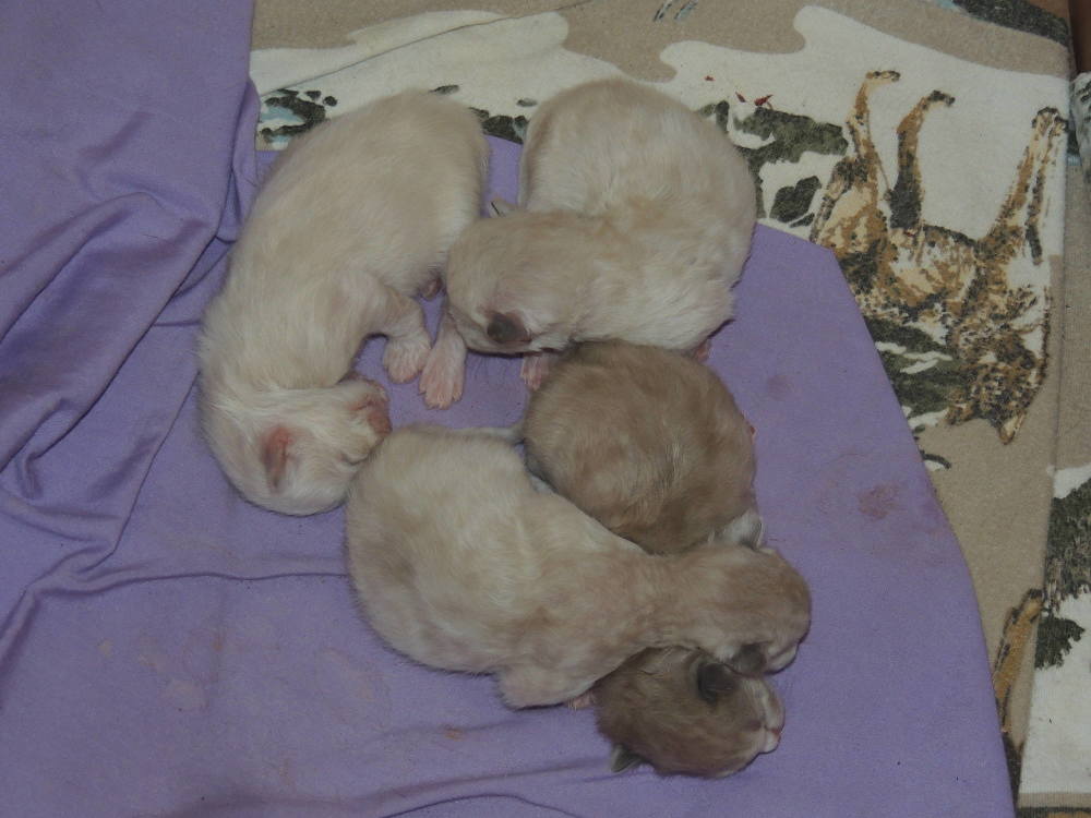 kittens2017A kittens2017A