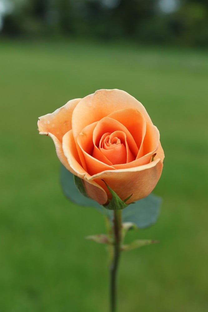 Sussex Roses