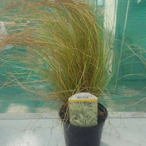 Carex Comans - Mint Curls