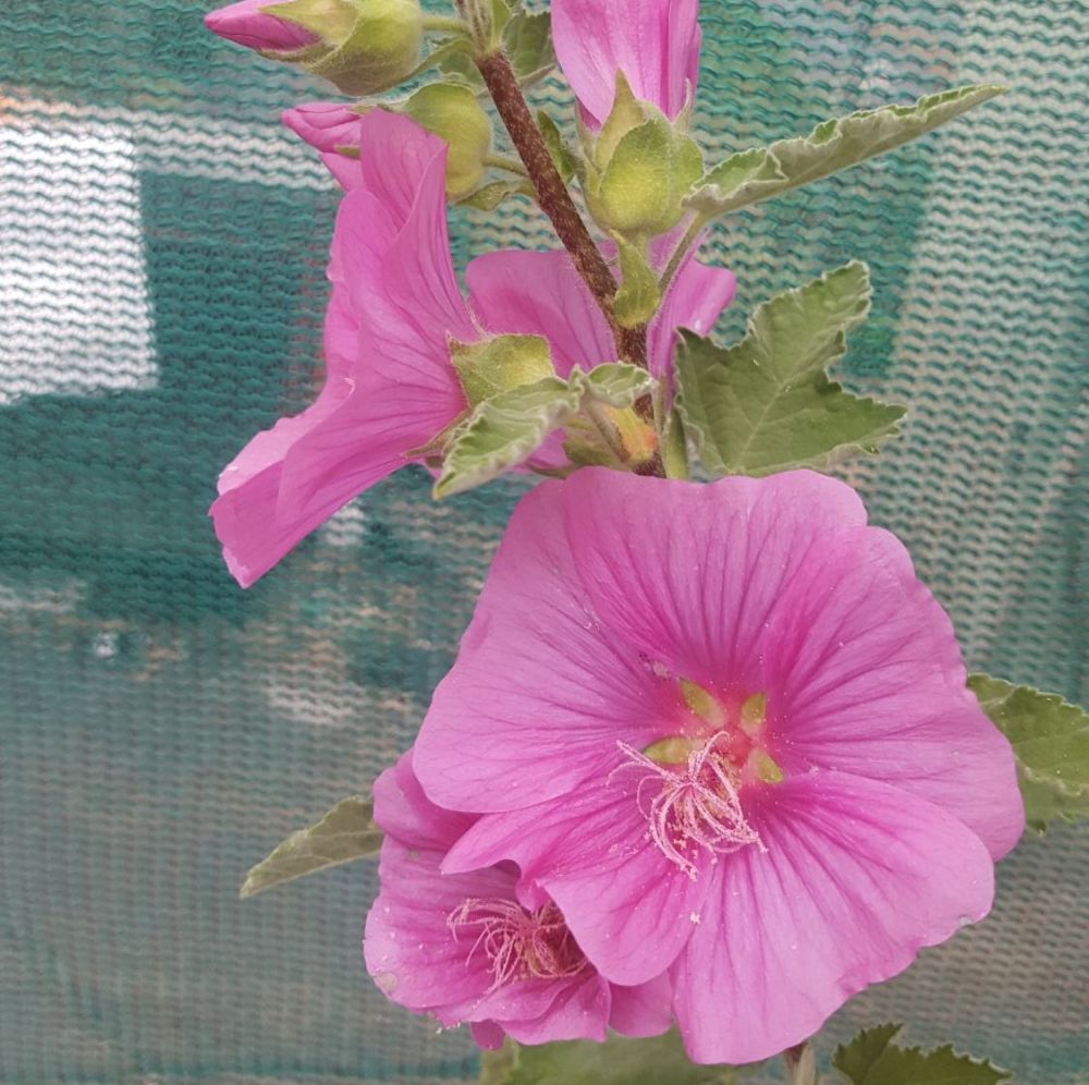Lavatera - Bredon Springs