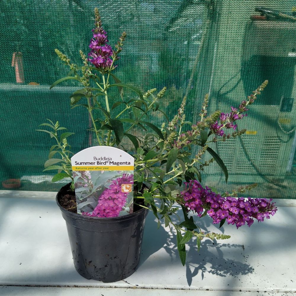 Buddleja - Summer Bird Magenta