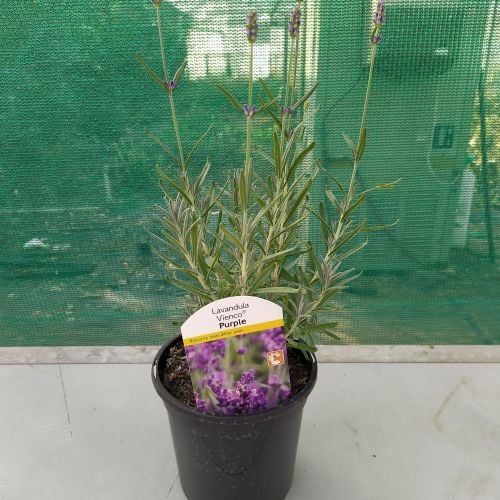 Lavandula Vienco Purple