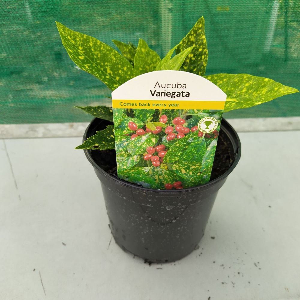 Aucuba Variegata