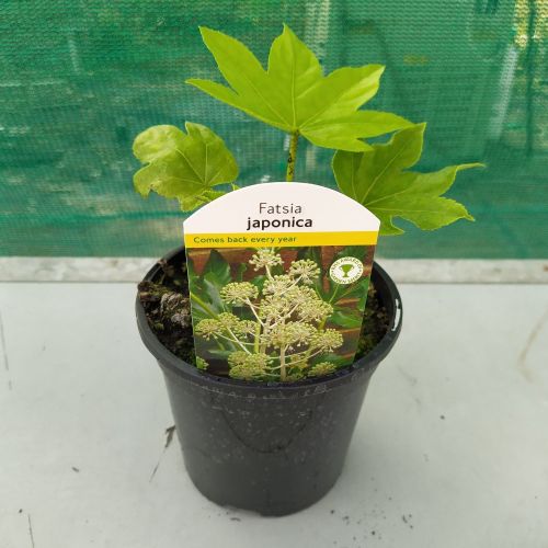 Fatsia Japonica