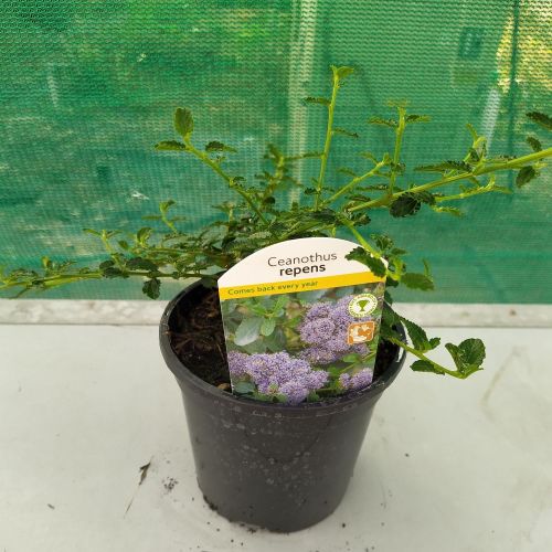 Ceanothus Repens