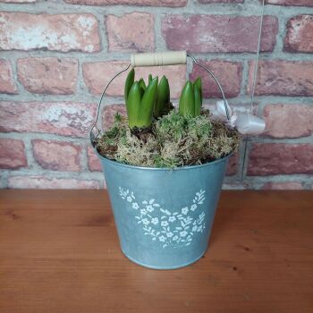 Hyacinth Treble