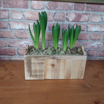 Wooden Hyacinth Planter