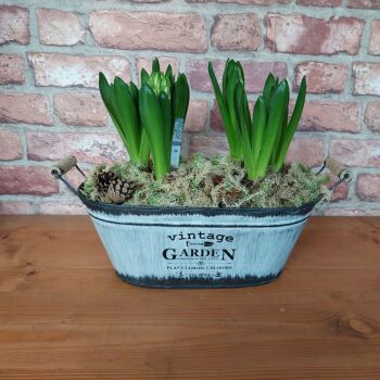 Vintage Garden Hyacinth Planter