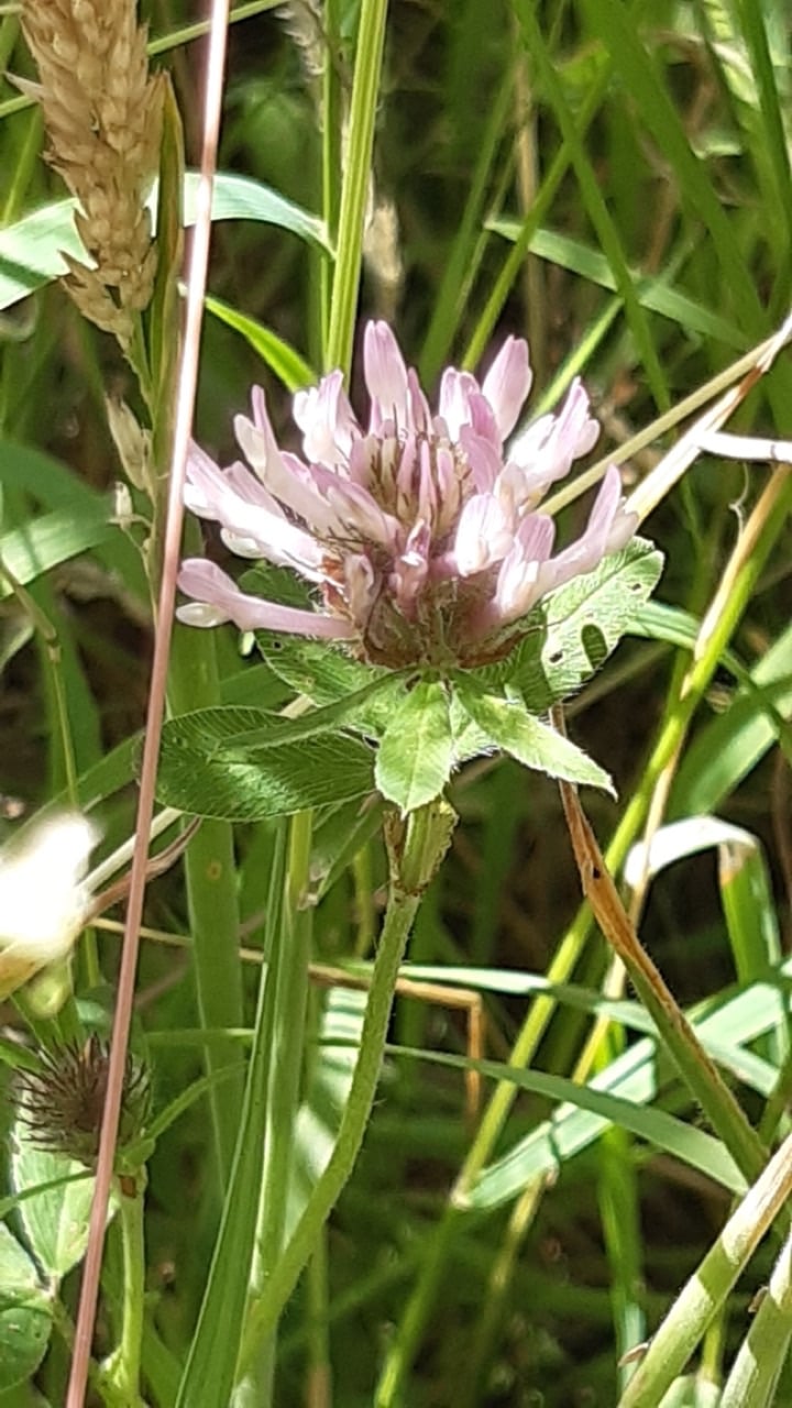 Red Clover (Trifolium pratense)