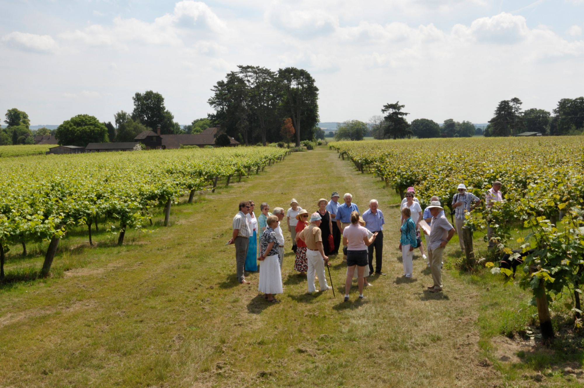 grapevine vineyard tour