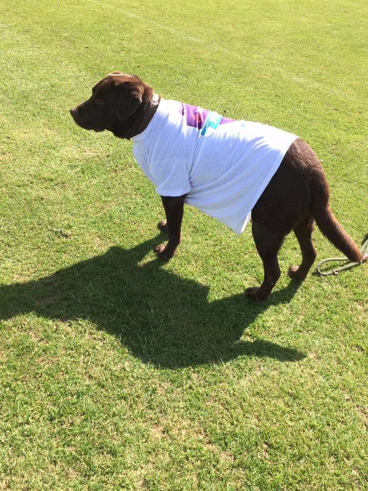 17498813_1219211384843479_7790329014932115046_n