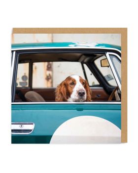 Dog in car card