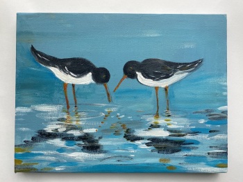 Oyster catchers at Lee bay 