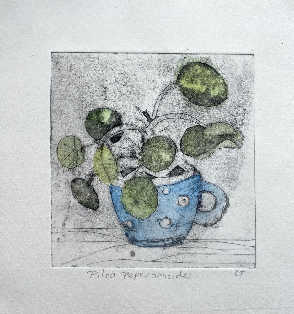 Pilea plant
