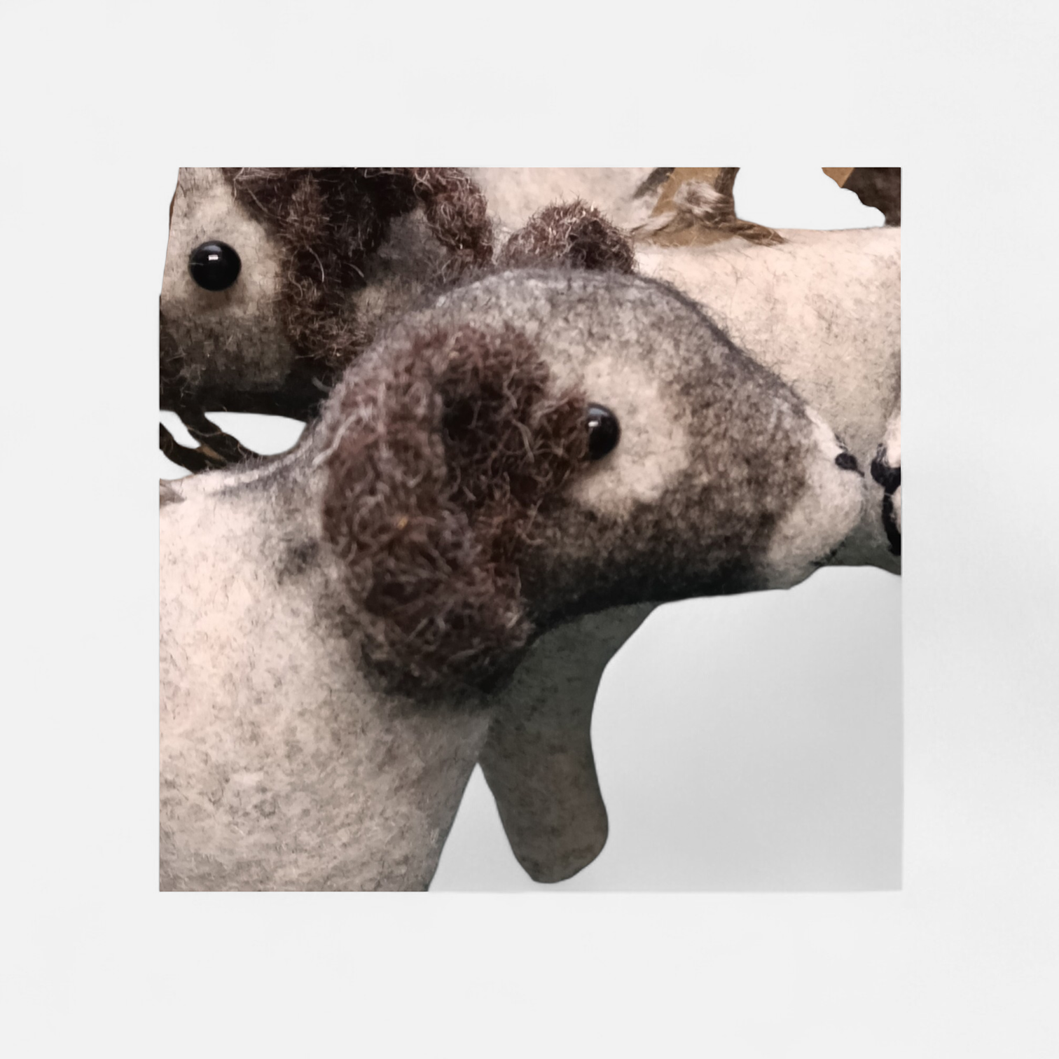 CDC Sheep