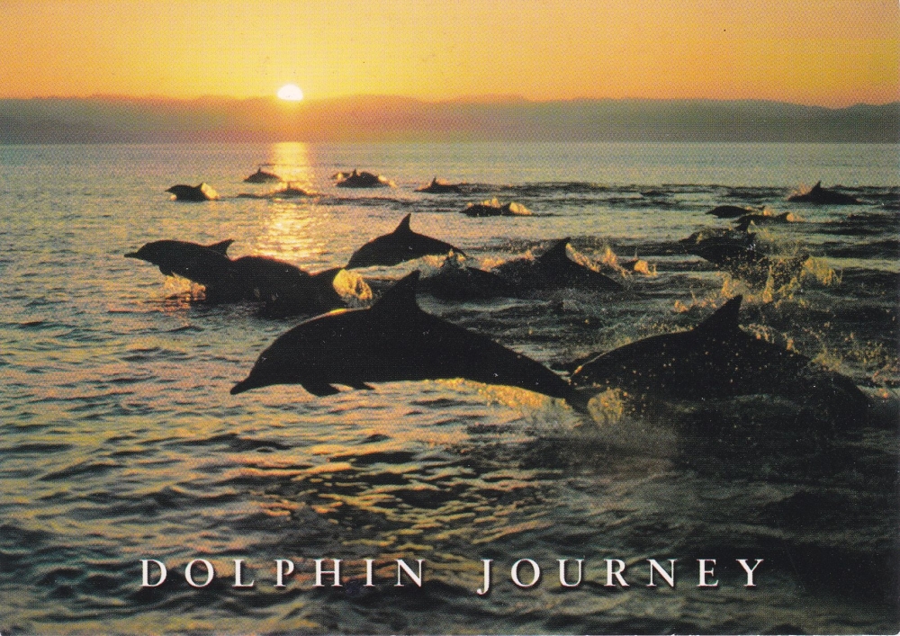 Dolphin Journey     Postcard