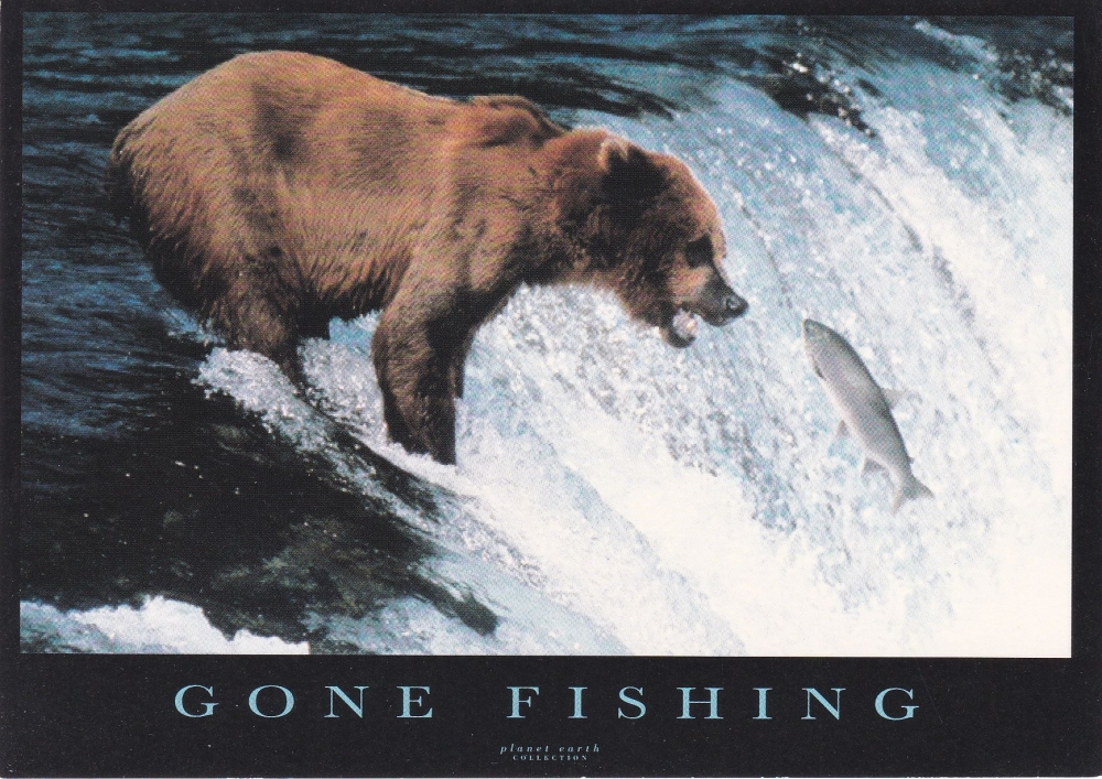Gone Fishing ( Planet Earth Collection )  Postcard