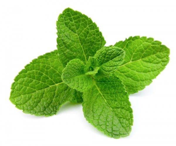 MINT FLAVOUR  250g  ORGANIC  MINT FLAVOUR SAUCE 250g  SHIP FROM UK