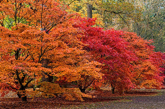 autumn