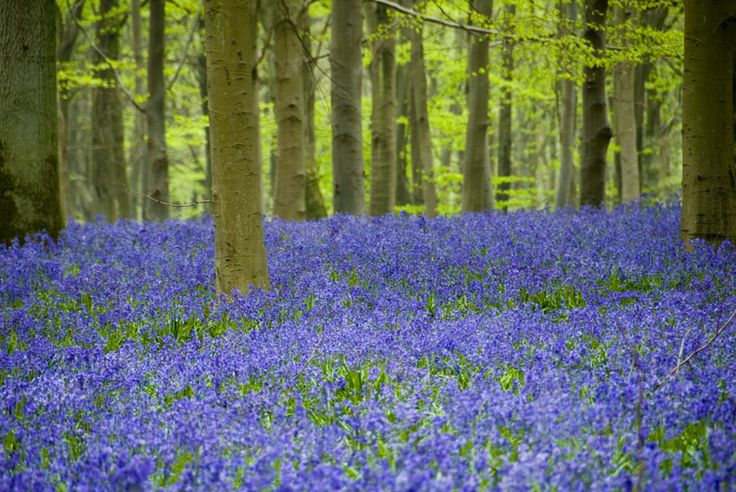 bluebell