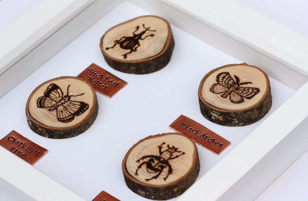 Wooden Framed Four Insects - Butterfly & Beetle