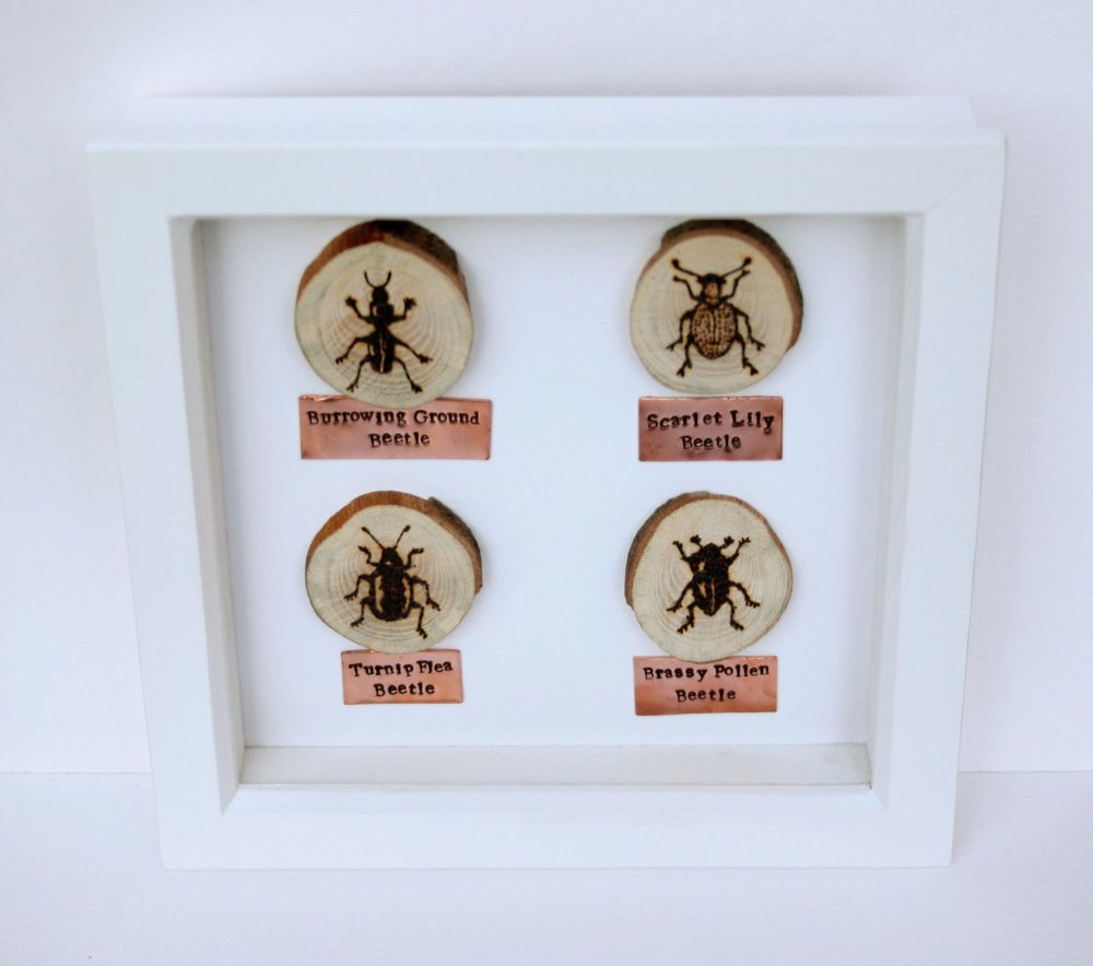 Wooden Framed Four Insects - Beetle Group 2