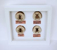 Wooden Framed Four Insects Wall Decor - Beetle Group 2