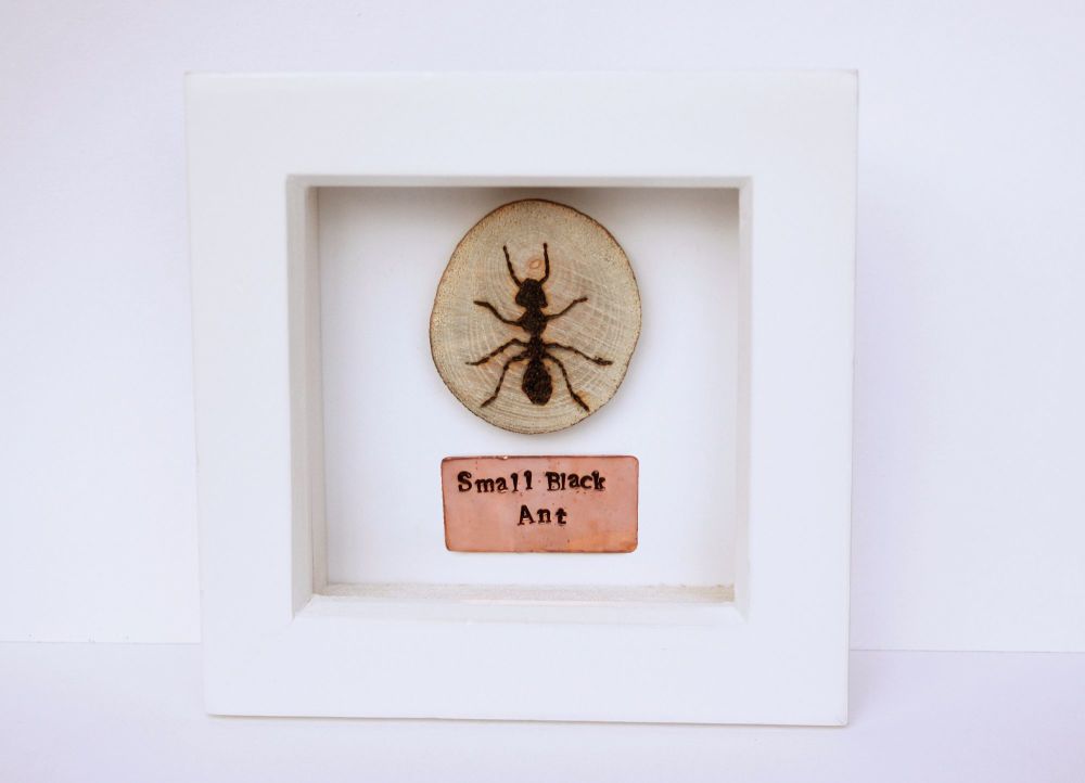 Wooden Framed Insect - Small Black Ant