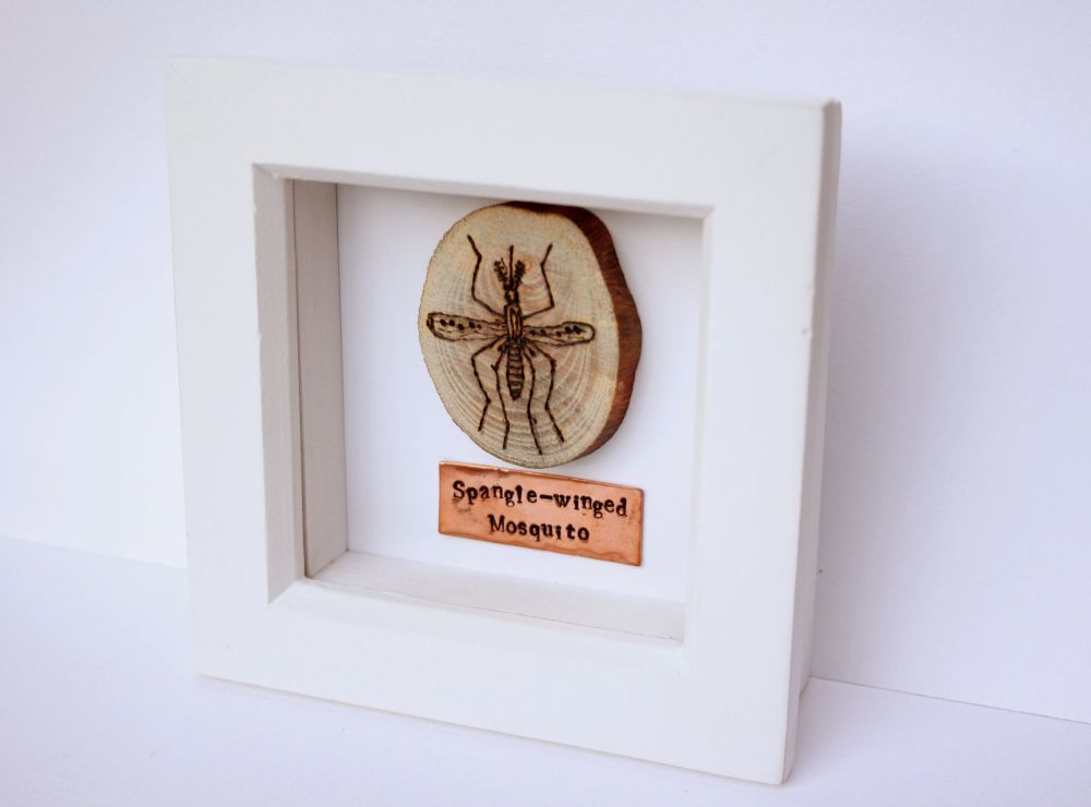 Wooden Framed Insect - Spangle-winged Mosquito