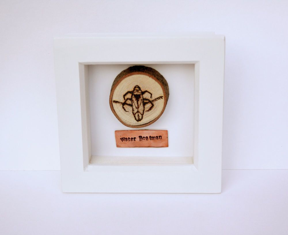 Wooden Framed Pond Life Insect - Water Boatman