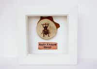 Wooden Framed Insect - Apple Blossom Weevil