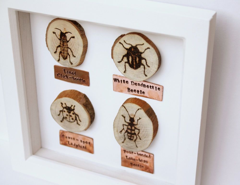 Wooden Framed Four Insects - Beetle Group 1