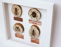Wooden Framed Four Insects Wall Decor - Beetle Group 1