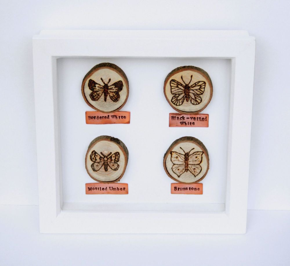 Wooden Framed Four Insects - Butterflies & Moths