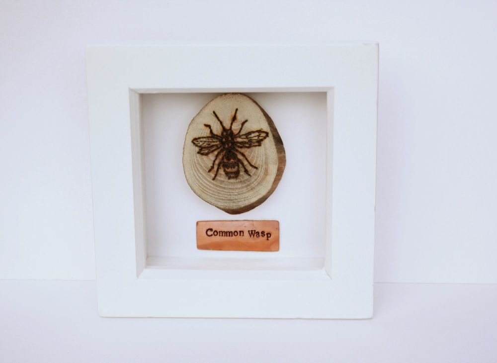 Wooden Framed Insect - Common Wasp