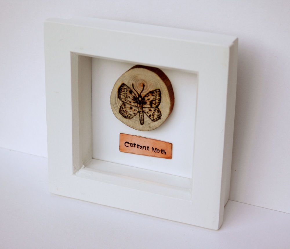 Wooden Framed Insect - Currant Moth