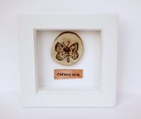 Wooden Framed Insect - Currant Moth