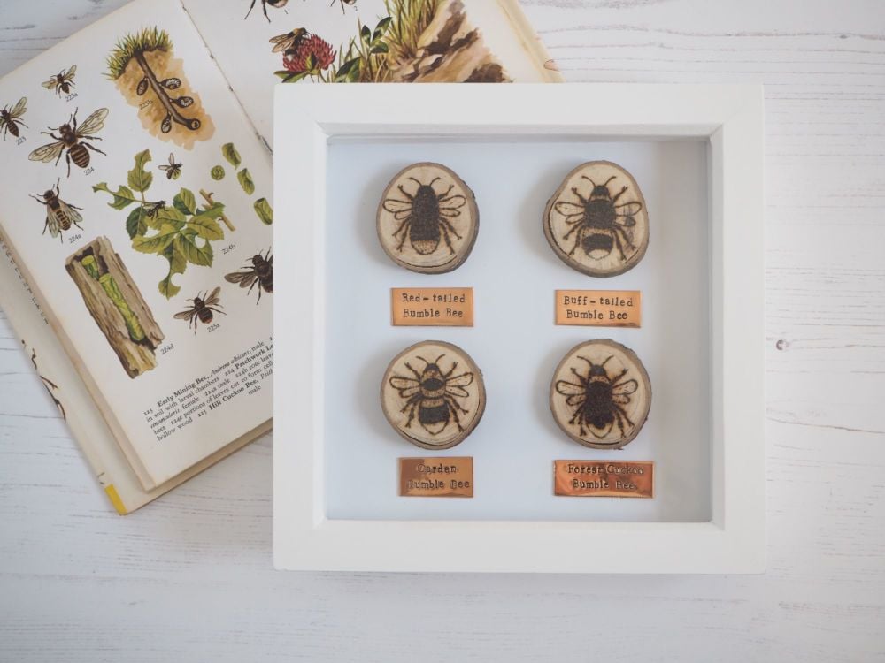 Wooden Framed Four Insects Wall Decor - British Bumble Bee Group