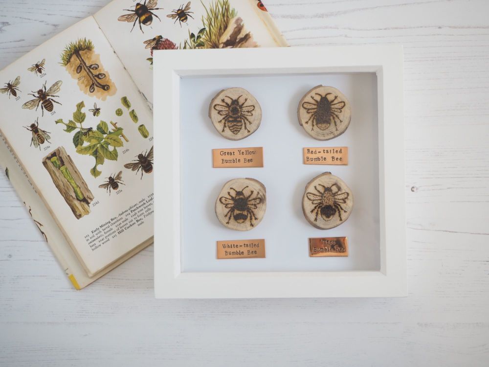Wooden Framed Four Insects Wall Decor - British Bumble Bee Group
