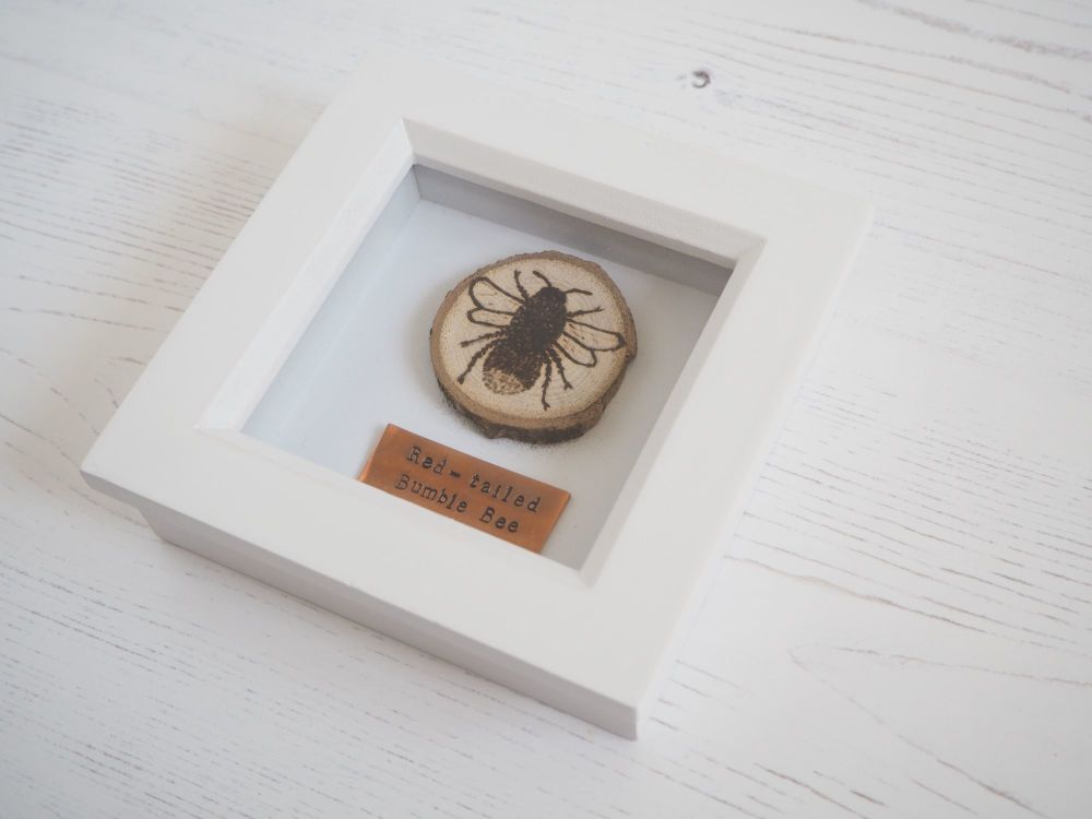 Wooden Framed Insect - Red-tailed Bumble Bee