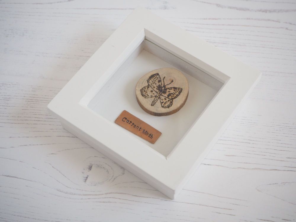 Wooden Framed Insect - Currant Moth