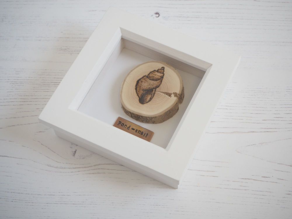 Wooden Framed Insect - Pond Snail