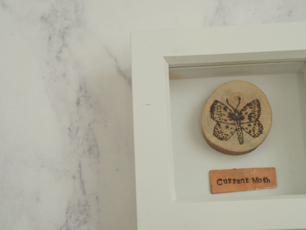 Wooden Framed Insect Single Design - SUPER SECONDS