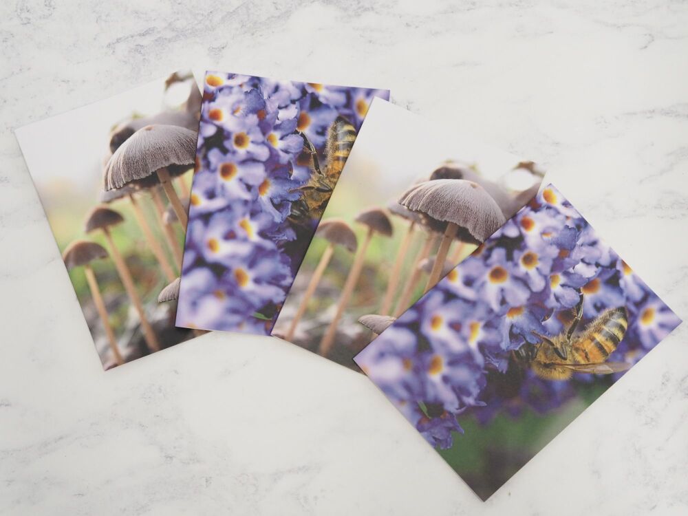 Photography Greetings Cards - Bee & Mushrooms - SECONDS