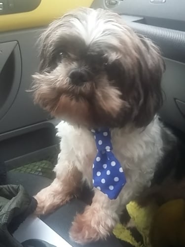 Bailey in tie